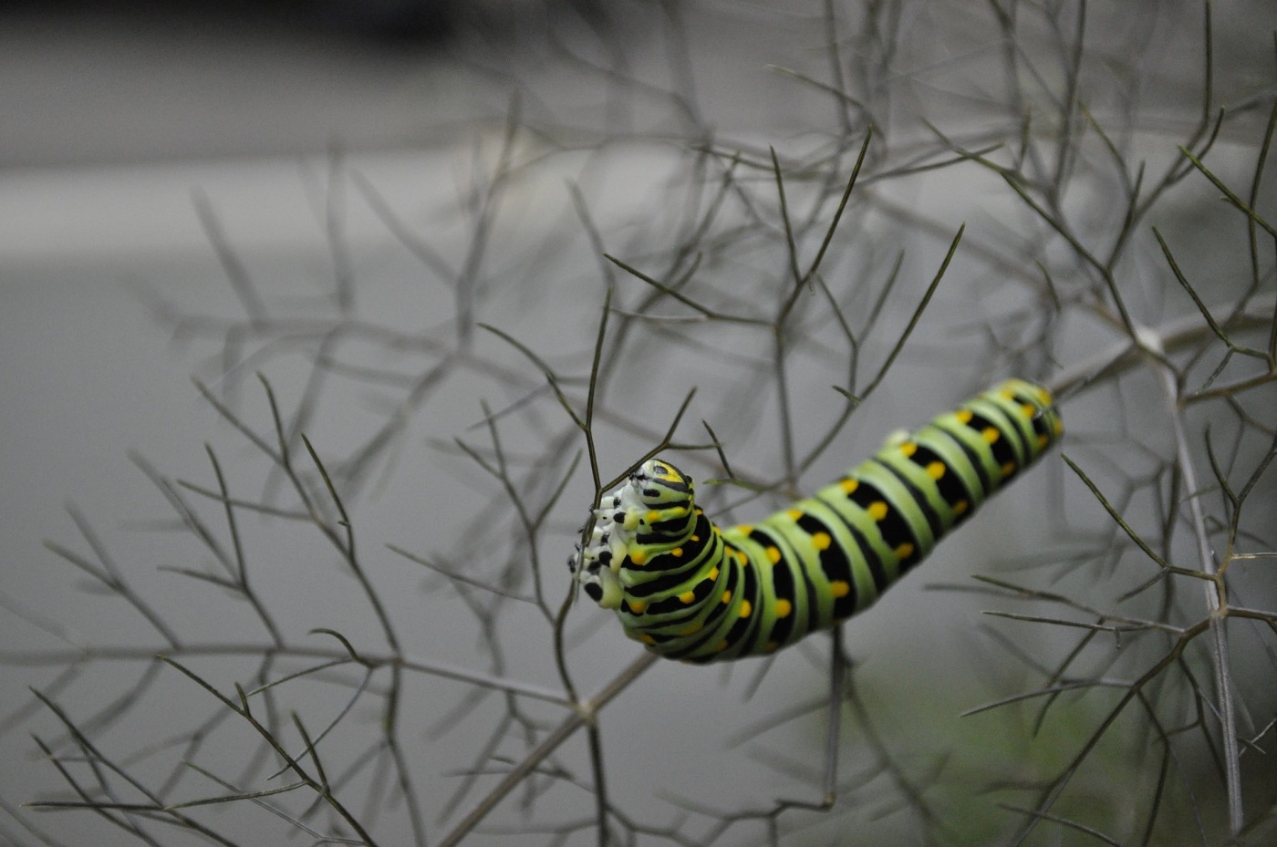 caterpillar, butterfly, branch, twigs